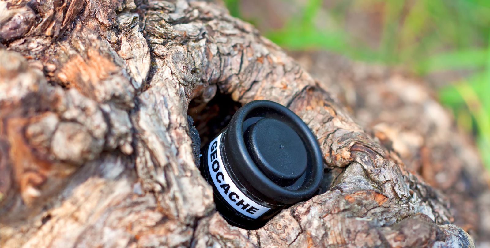 Detailaufnahme eines versteckten Geocaches im Astloch eines Baumes