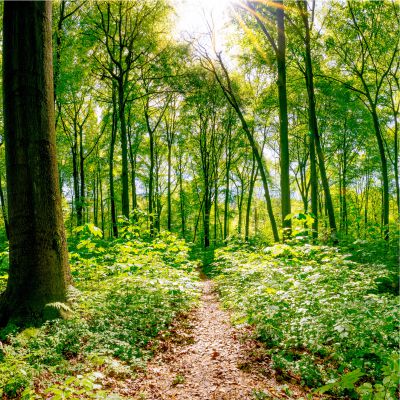 Foto eines sonnendurchfluteten Waldweges